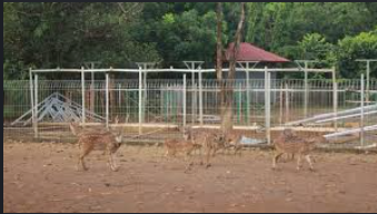 Konawe Bakal Punya Kebun Binatang: Destinasi Wisata Edukasi Keluarga Terbesar di Sultra Mulai Dibangun